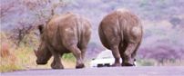 Rhinos in the Road - Hluhluwe